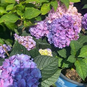 Meet your Posher, Alanni